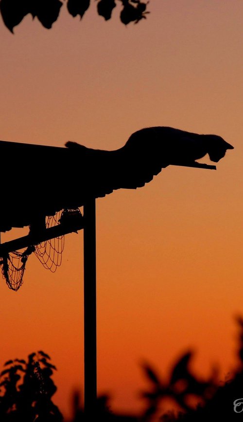 Cat on a tin roof by Simona Serdiuc