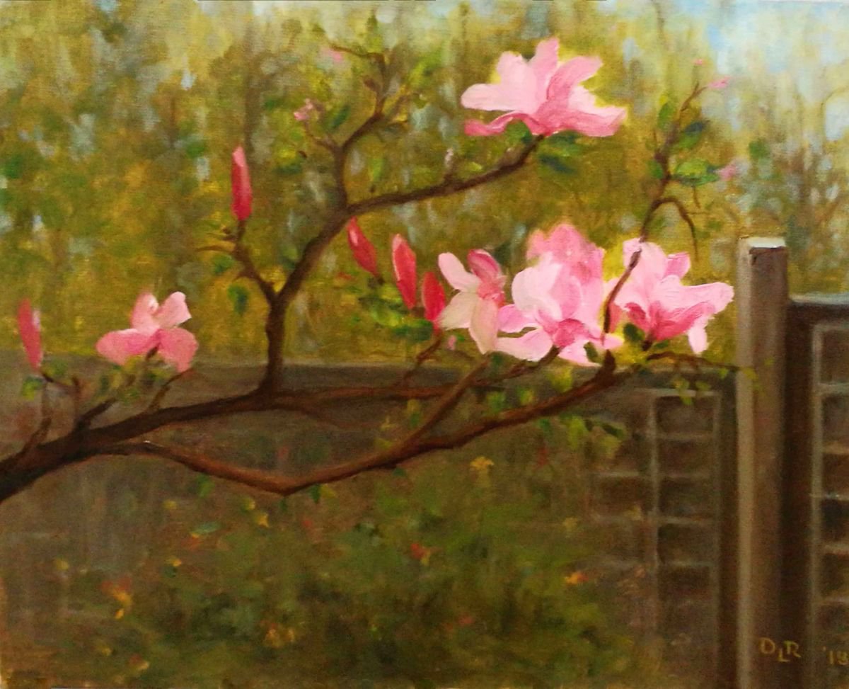 Spring in my garden - Magnolia bloom by Daniela Roughsedge