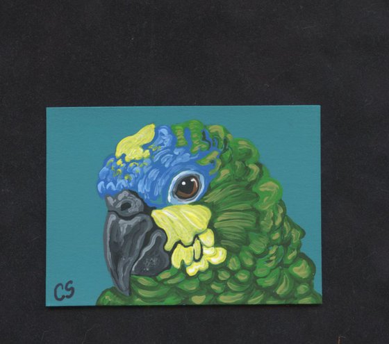 ACEO ATC Original Painting Orange Wing Amazon Parrot Bird Art-Carla Smale