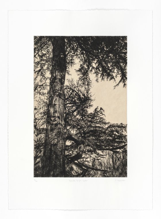 Greville Smyth Cedar