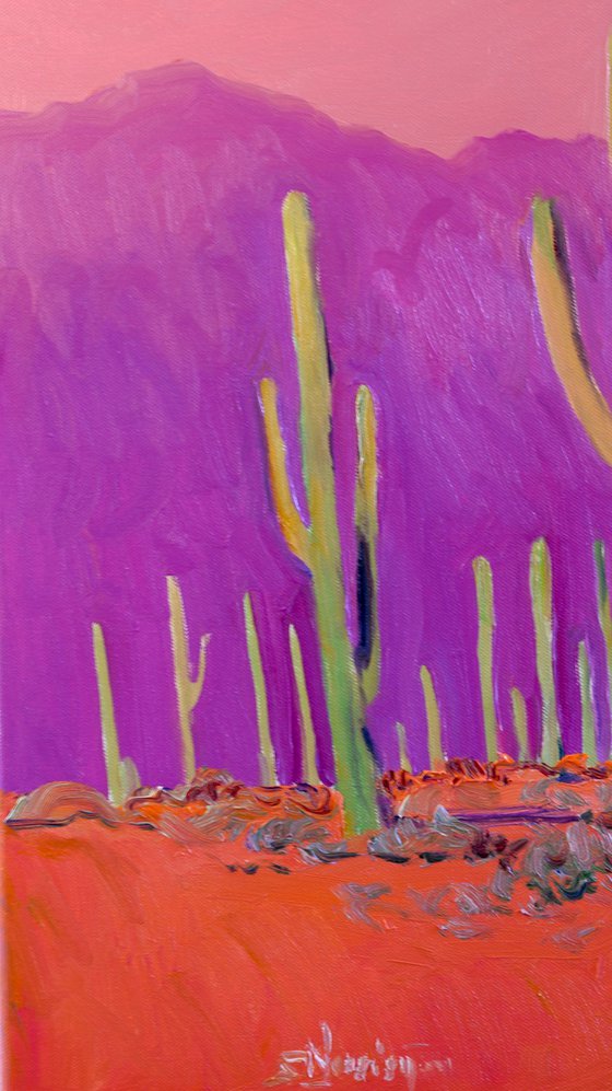 Saguaros. Desert Evening