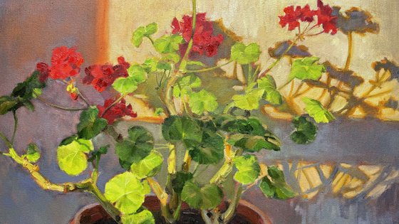 Pelargonium in Evening Light