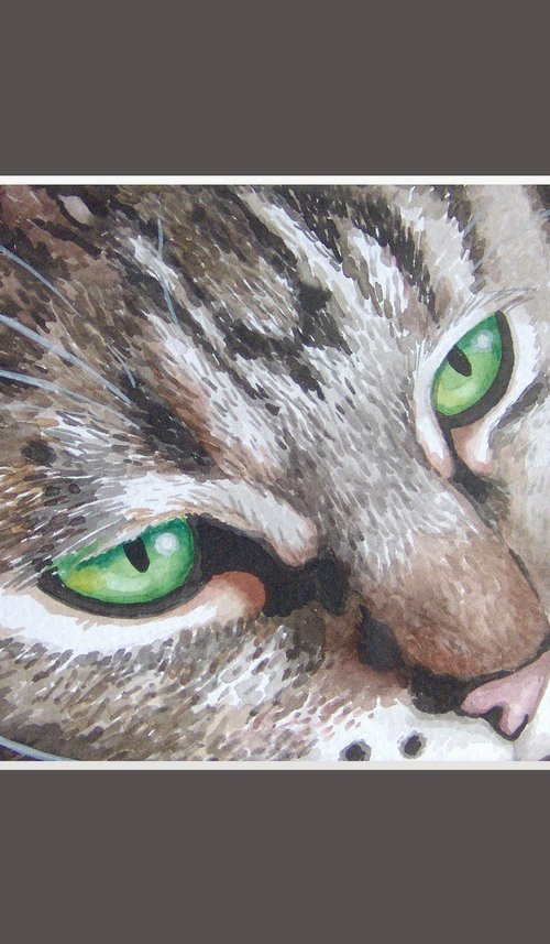 Cat's look by Jolanta Czarnecka