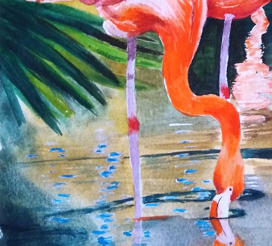 Flamingos in Caribbean