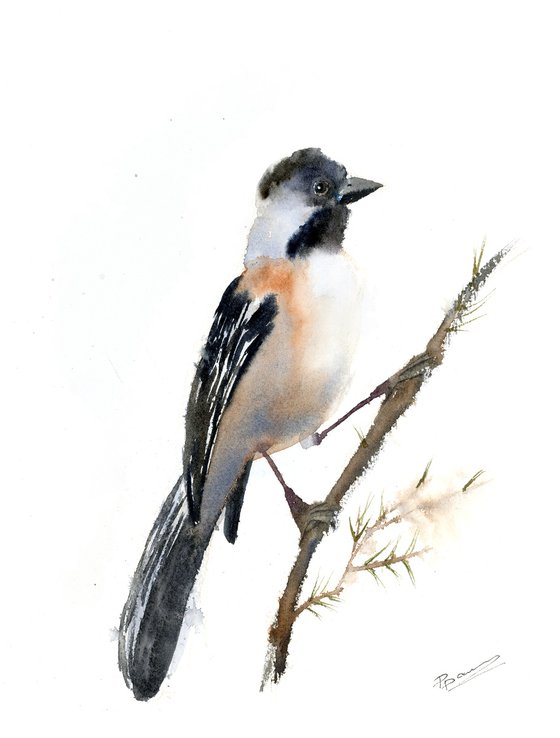 Black-Capped Chickadee