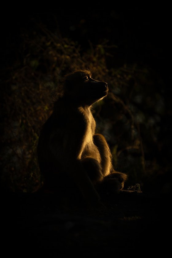 Basking Baboon