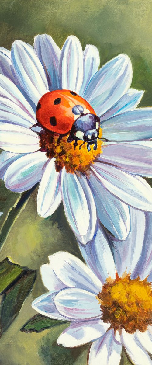 Ladybug on white daisy flowers by Lucia Verdejo