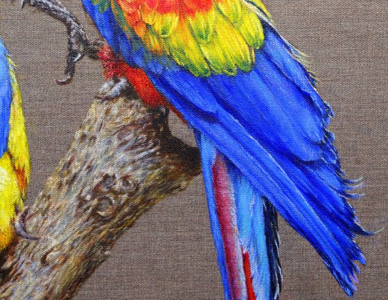 "Loving Macaws".