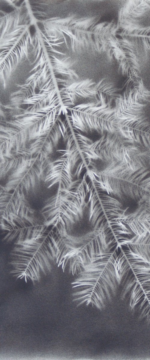 Abies alba I (Silver fir) by Laura Stötefeld