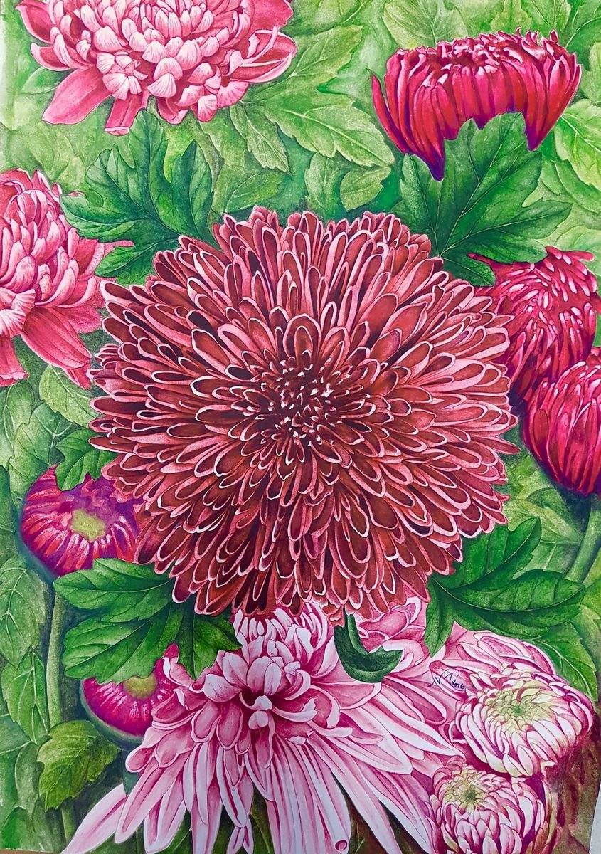Chrysanthemums 2 by Nicola Mountney