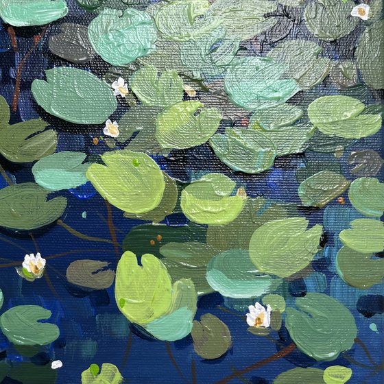 Water lilies. The pond. Evening dusk