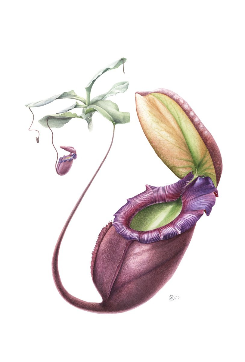 Photorealistic Botanical Watercolour By Yuliia Moiseieva, 15 X 22", Nepenthes Swan, Original Artwork
