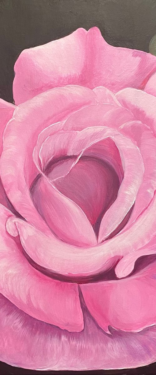 Pink Rose on black background by Nataliia Krykun