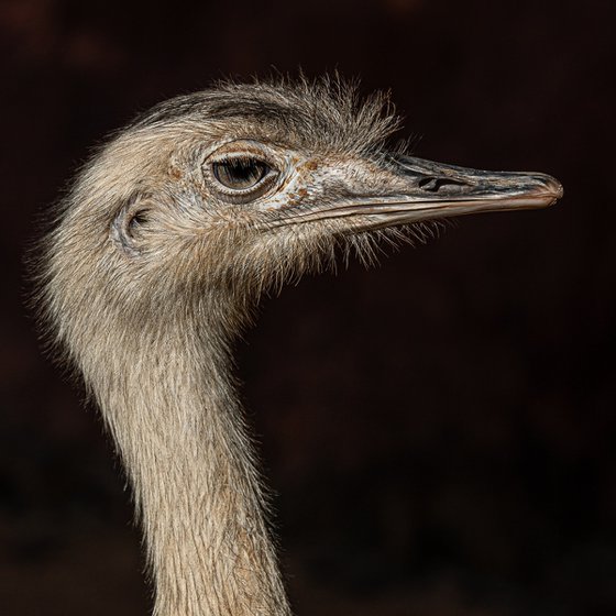 Ostrich portrai