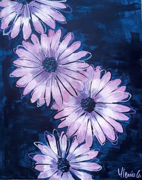 AFRICAN DAISIES