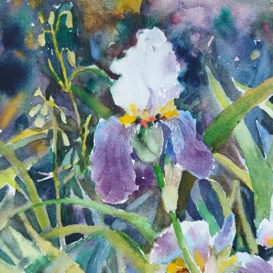 Wild irises
