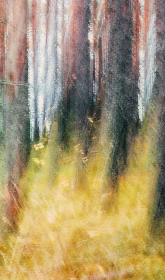 Metsä (studio 8)