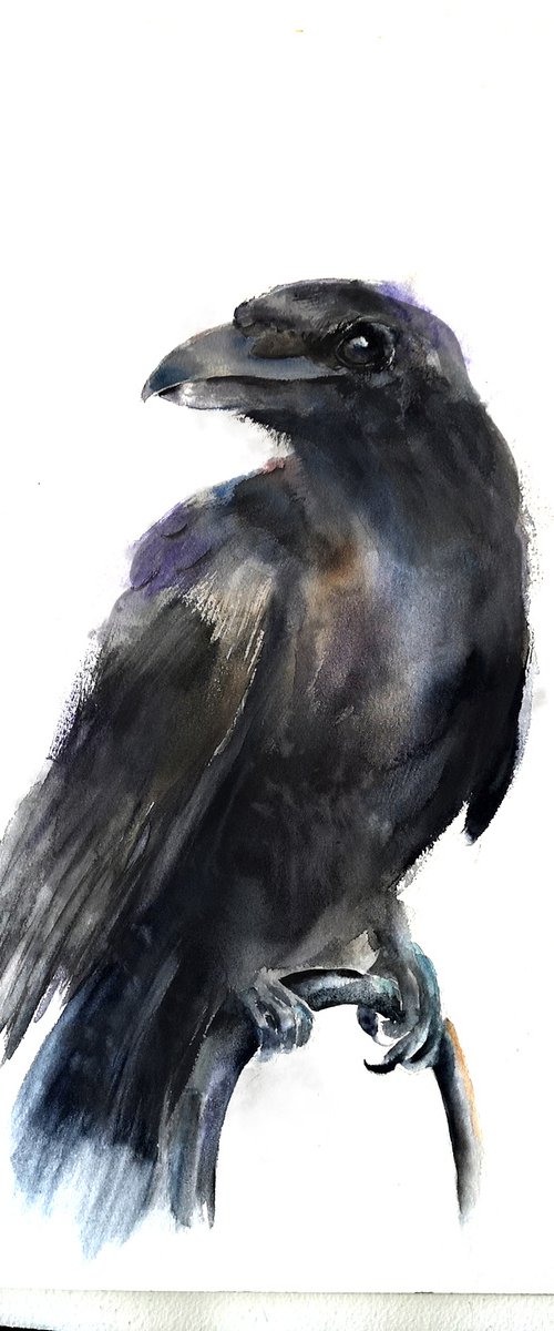 Majestic Raven by Olga Tchefranov (Shefranov)