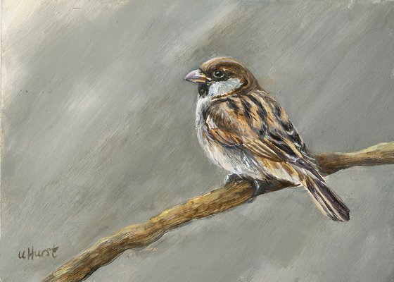 House sparrow