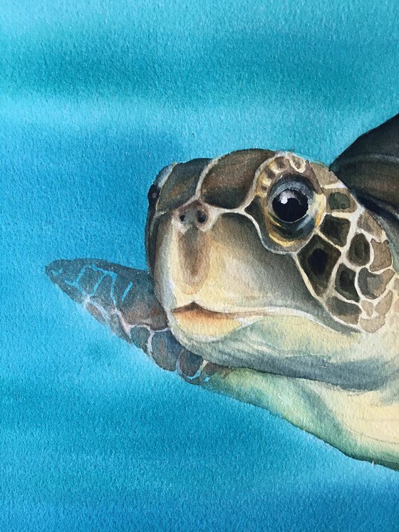 "Sea Turtle"