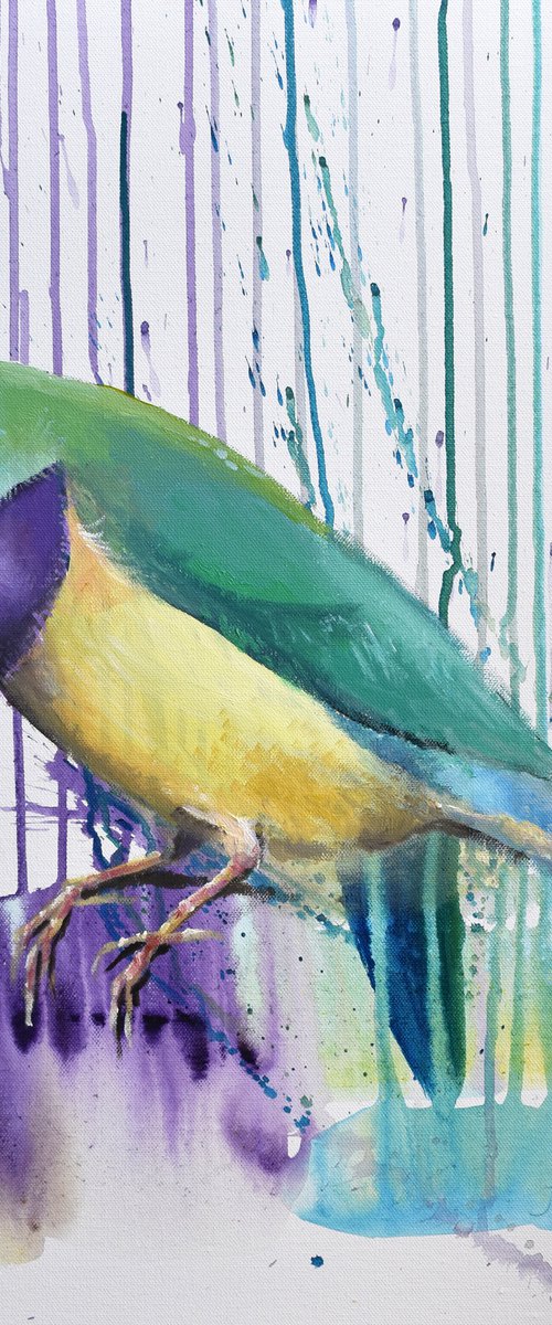 gouldian finch, gloriously splendid by Trevor Salisbury