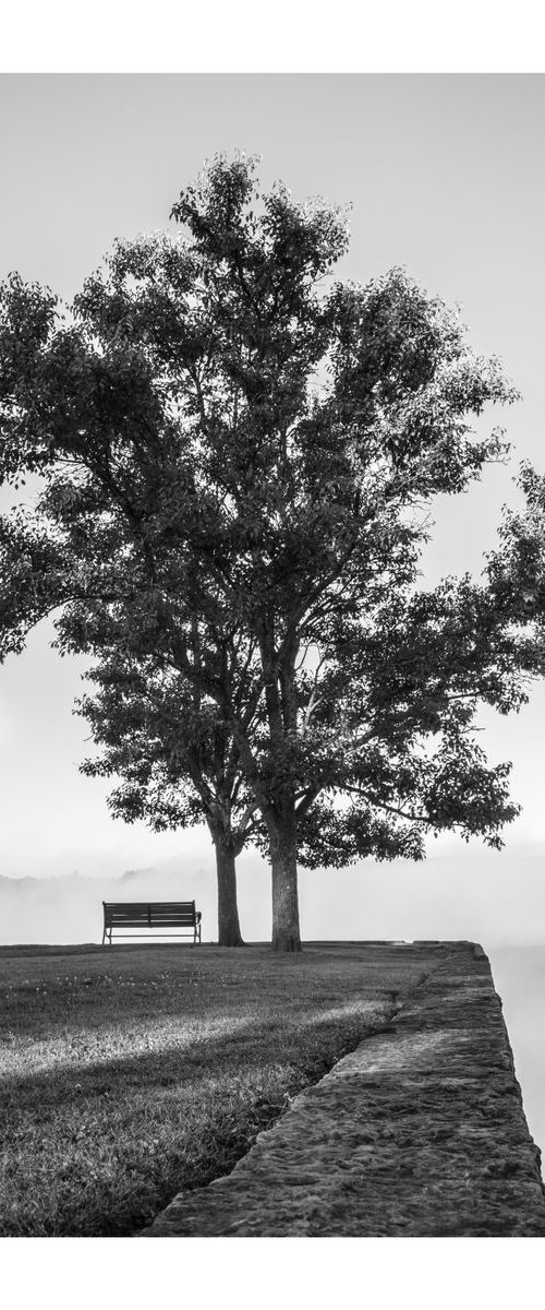 Bench and Tree in Fog, 12 x 18" by Brooke T Ryan