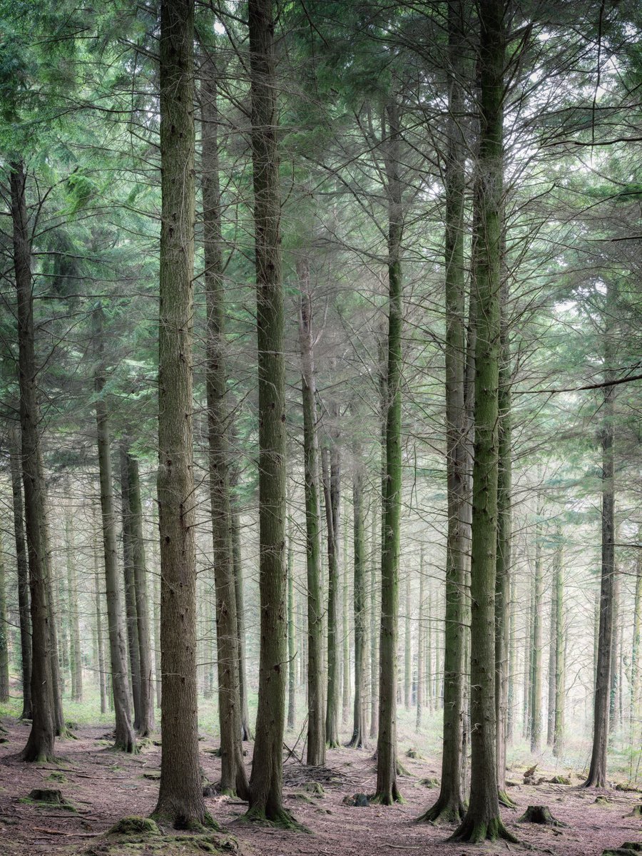 Photorealistic Photograph , Pine Woodland By Paul Nash, 16 X 24, Artwork For Sale On Artfinder