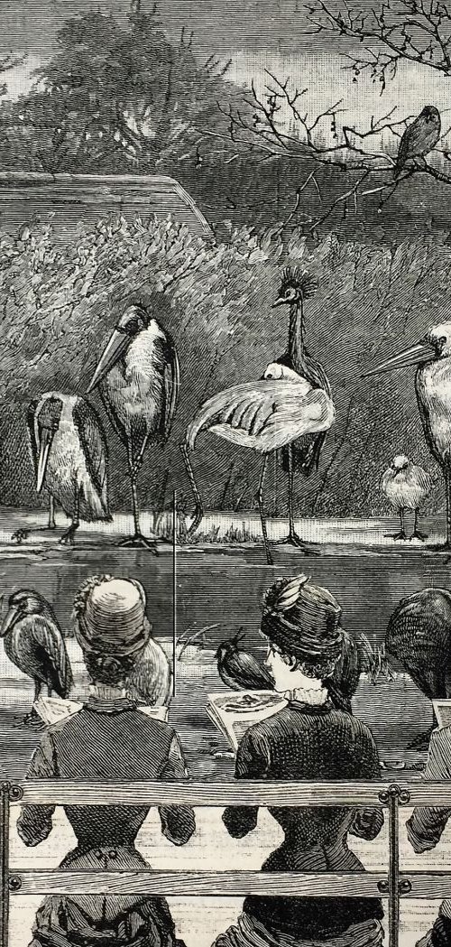 The Bird Meeting by Tudor Evans