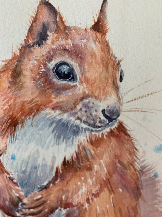 Red squirrel Watercolour