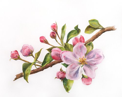 Sakura, cherry blossom, pink flowers watercolor painting by Olga Grigo
