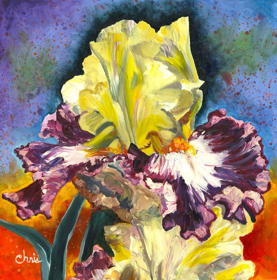 "Meteorite" Iris