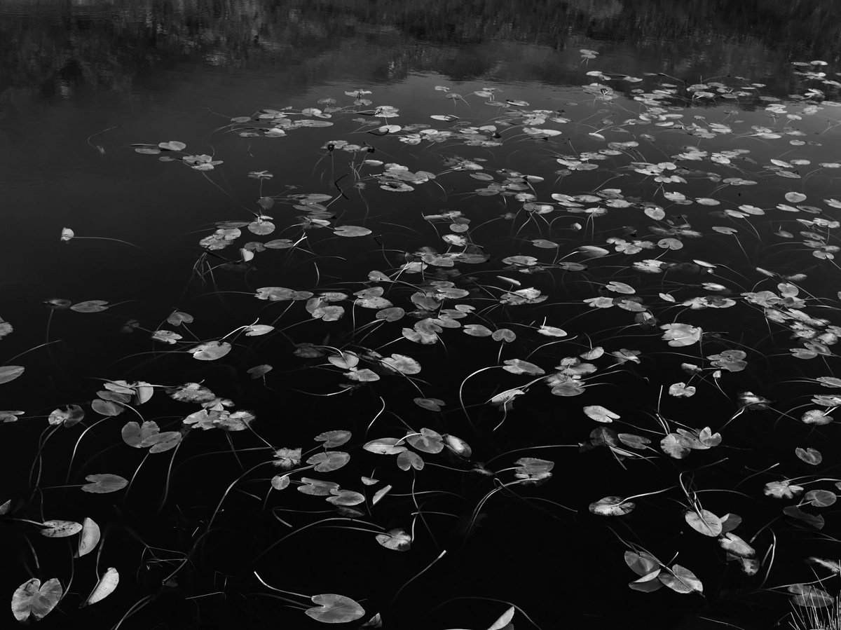 Photorealistic Animal Photograph By Mohamed Hassan, 24 X 18", Lily Ponds, Original Artwork