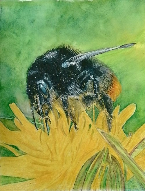 Beautiful Bee by Maureen  Crofts