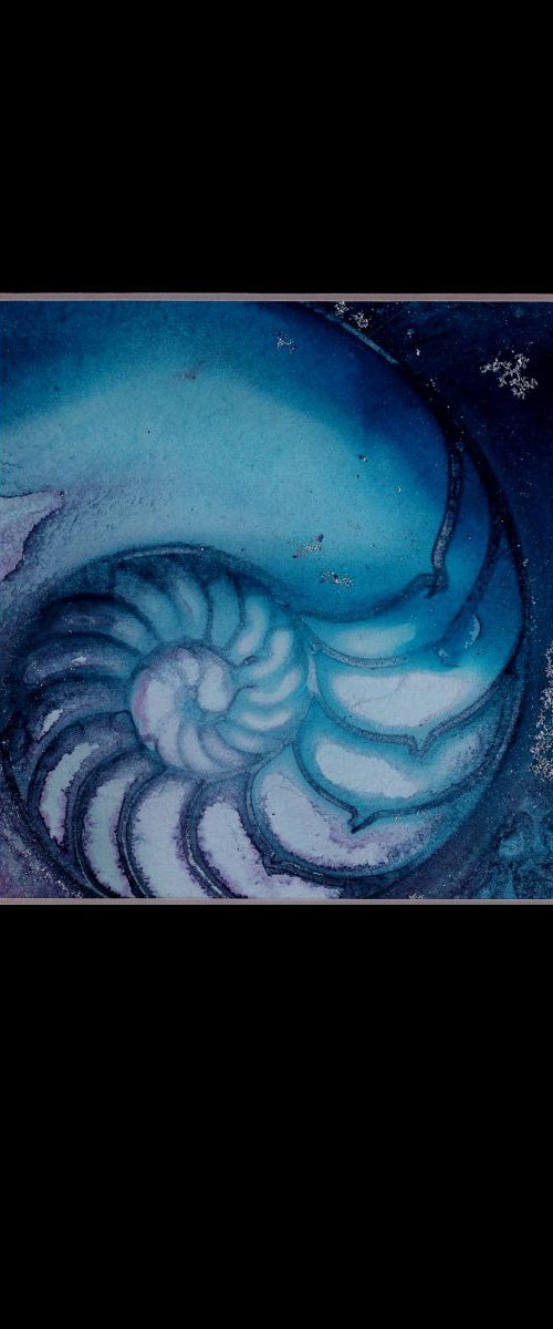 Nautilus Shell 69 by Kathy Morton Stanion