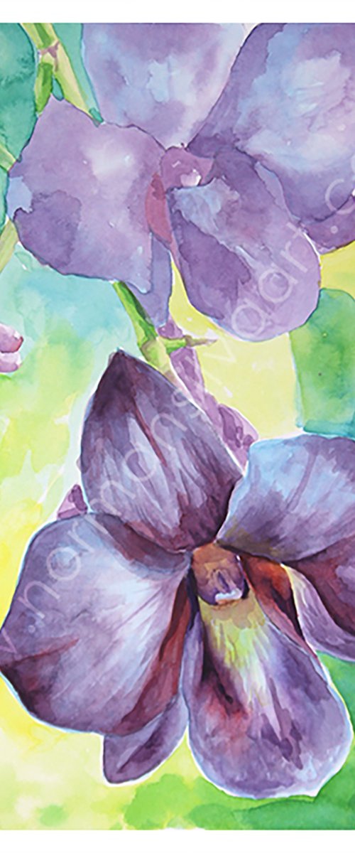 Purple Orchid Watercolor Art by Norman Silva