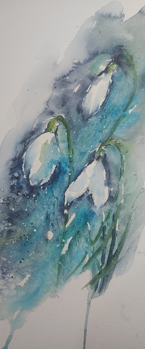 Snowdrops by Sue  Green