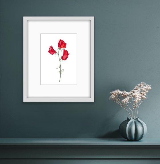 Red sweet peas. Original watercolor artwork.