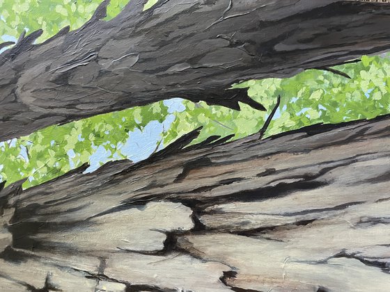Shagbark Hickory Trees