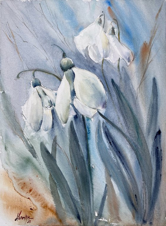 Snowdrops