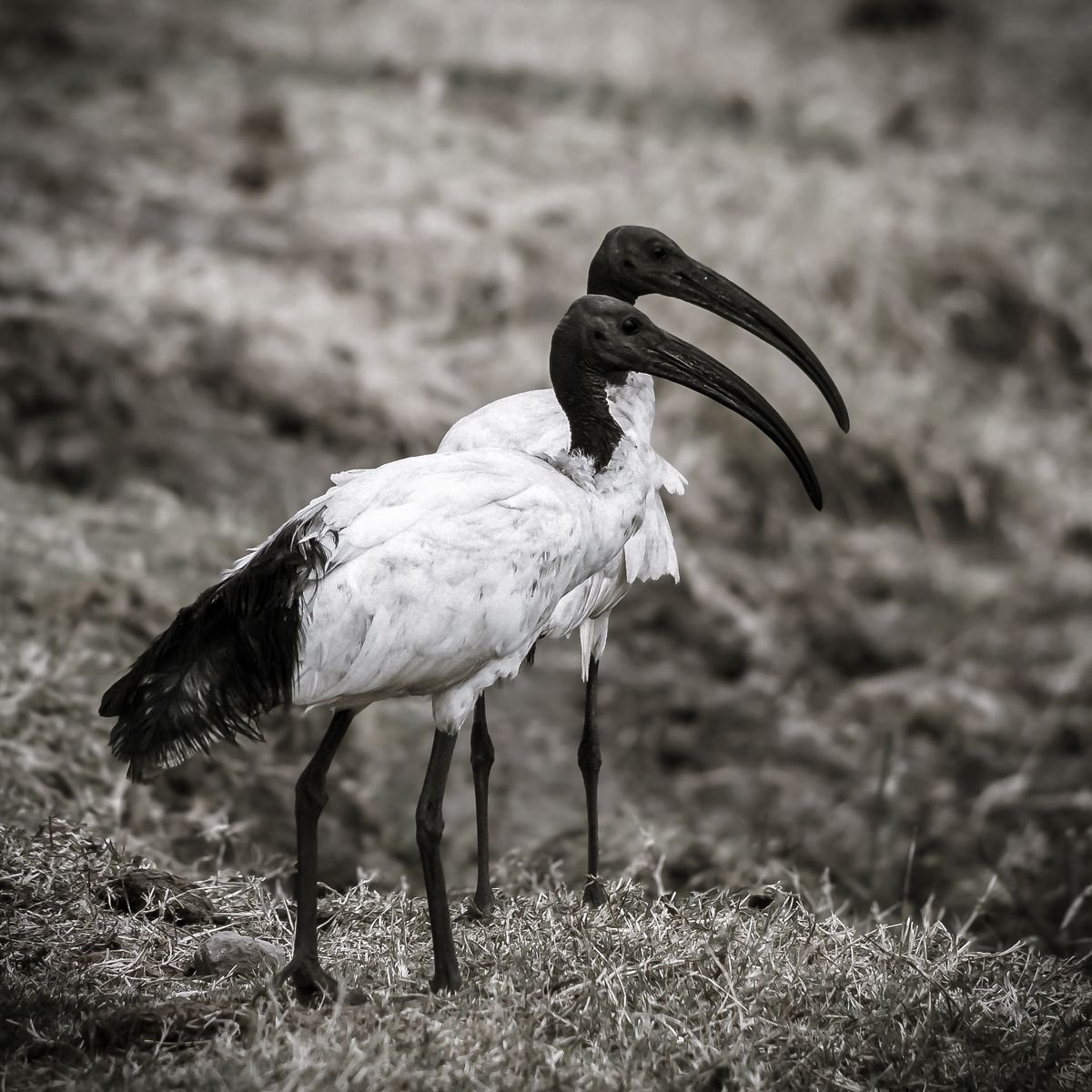 THOTH THE AFRICAN SACRED IBIS - NR 1/20 by Levi Mendes