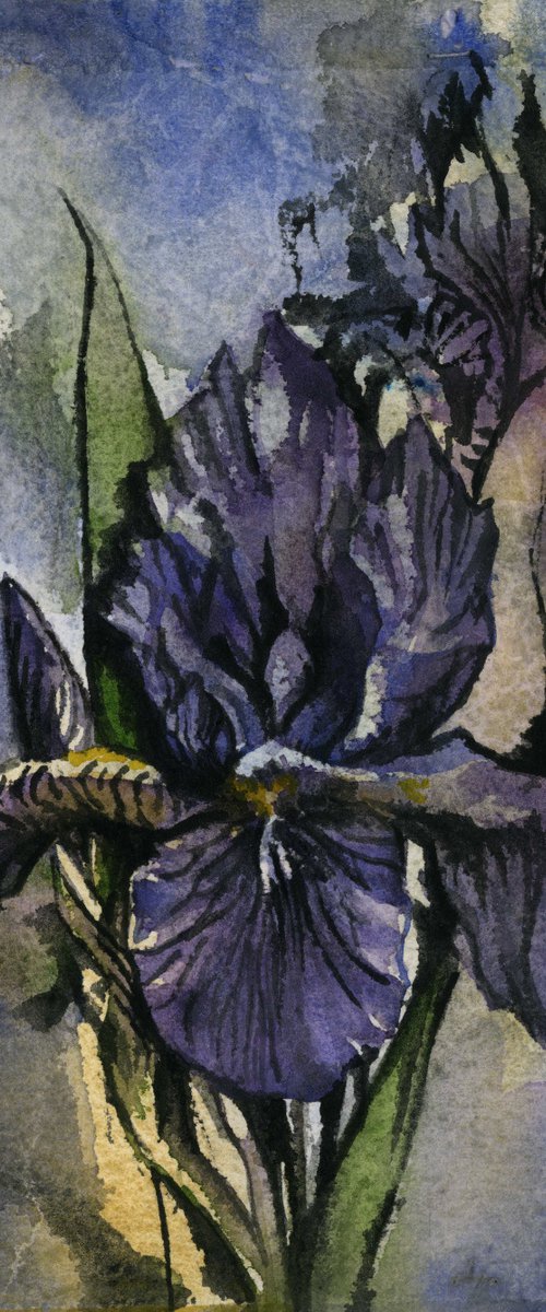 blue iris watercolor on hand-made paper by Alfred  Ng