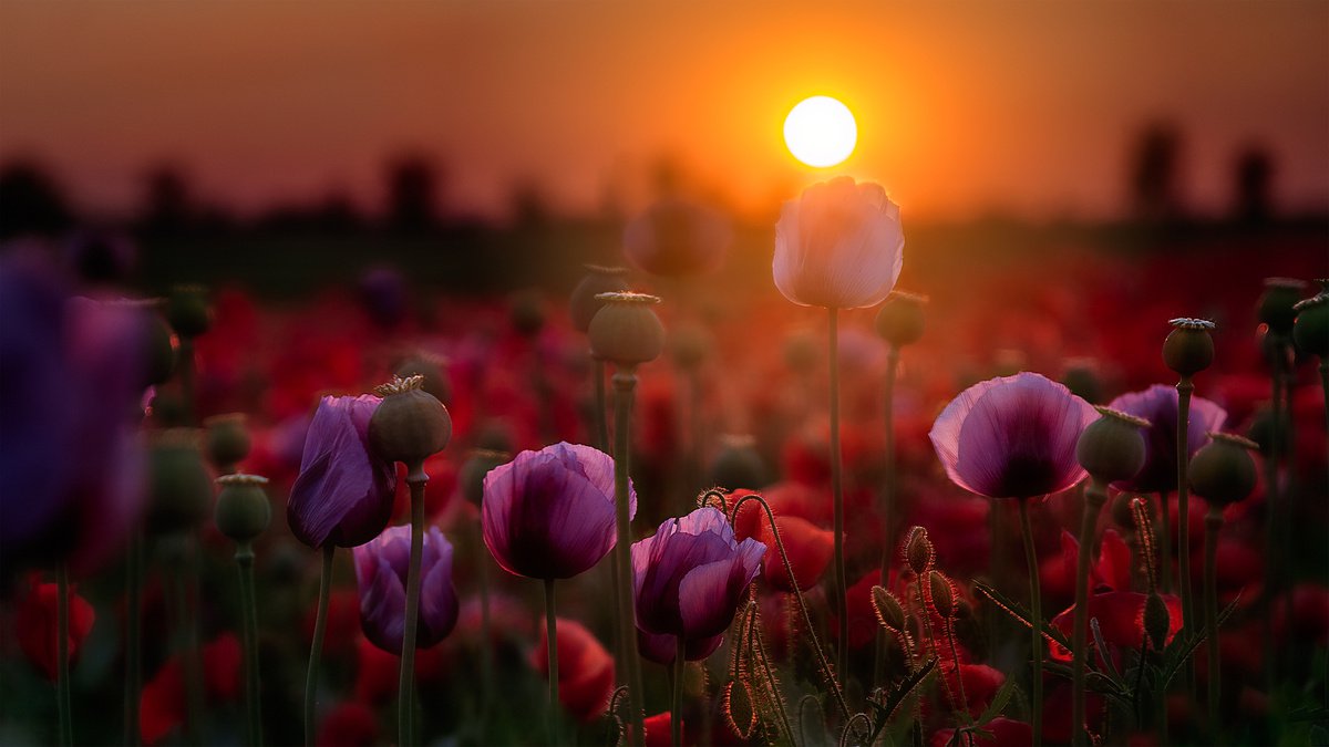 Flowering poppy by Kucera Martin