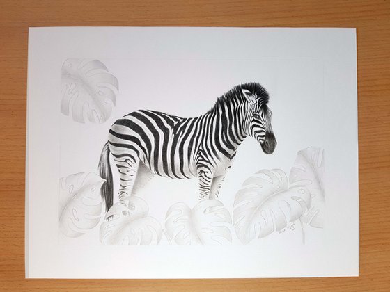 Zebra