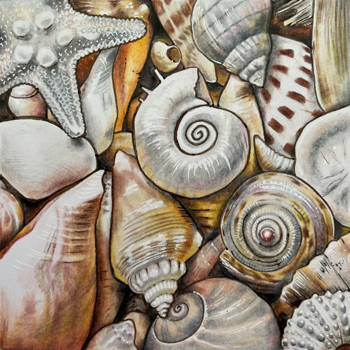 Illustrative Pencil Drawing , Shells By Karen Elaine Evans, 8 X 8, Artwork For Sale On Artfinder