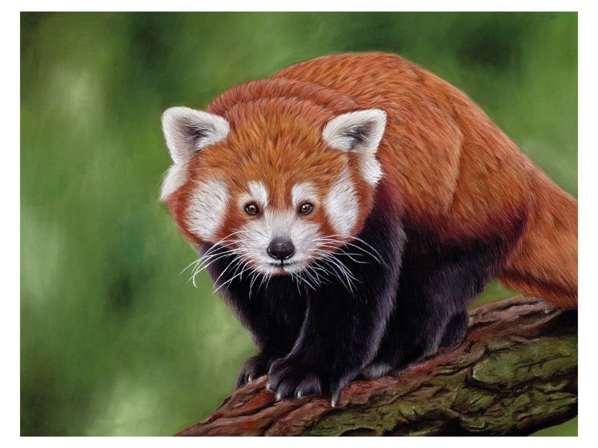 Red Panda by Katie Packer
