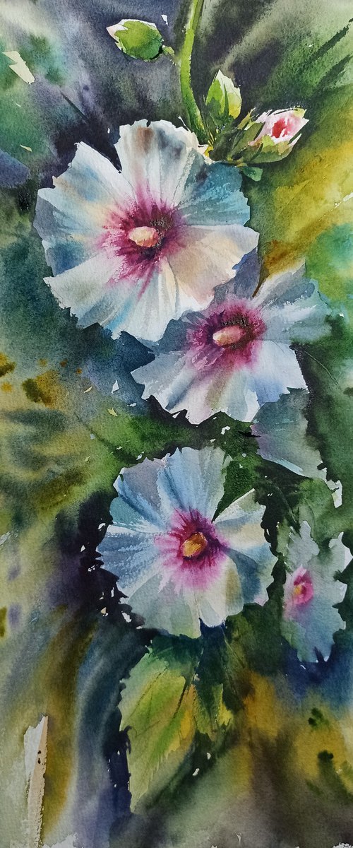 Hollyhocks by Olga Drozdova