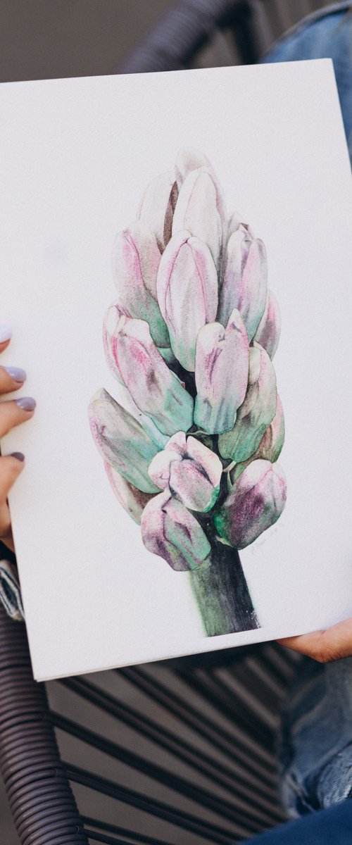 The Hyacinth From Keukenhof by Alona Hryn