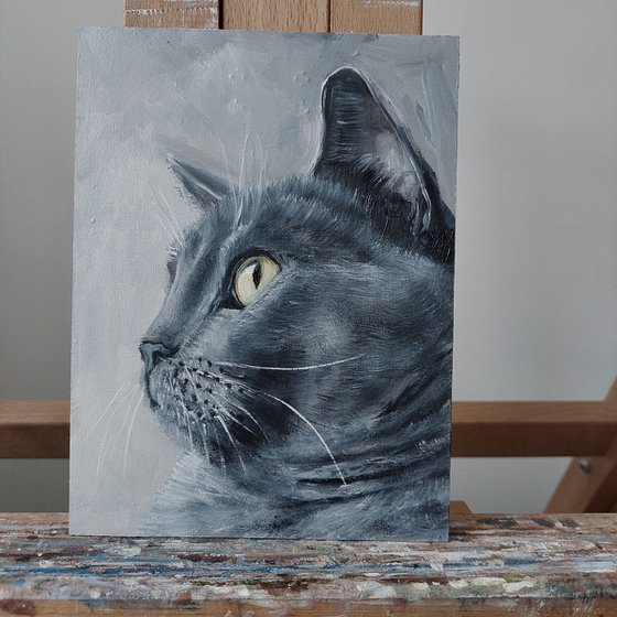 British grey cat