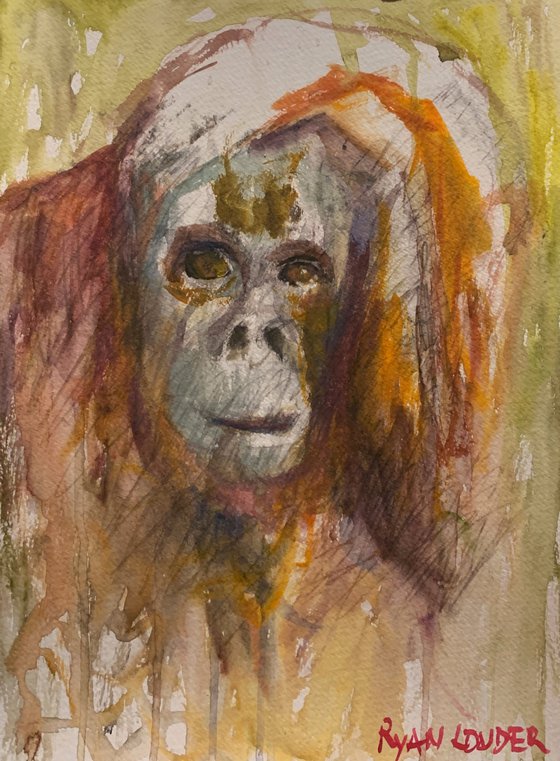 Orangutan