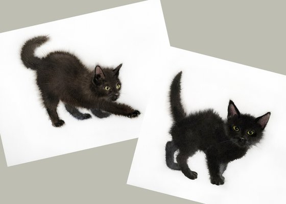 Set 2 Black Kitten